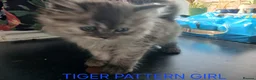 Ragdoll cats for sale: Rare Pattern Ragdoll-Super cudly teddybear kittens - Advert 27