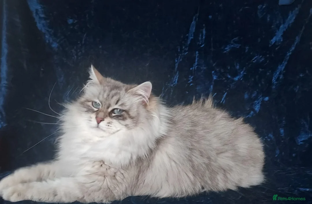 Siberian cats for sale: Siberian Kittens For Sale  - Advert 6