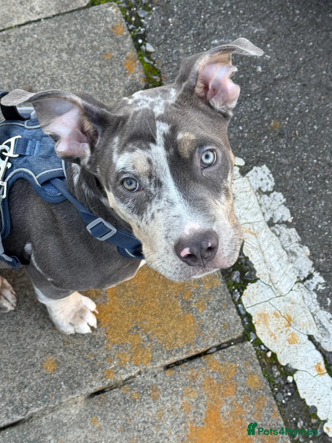 American Bully dogs for sale: Pocket bully for sale  - Advert 9