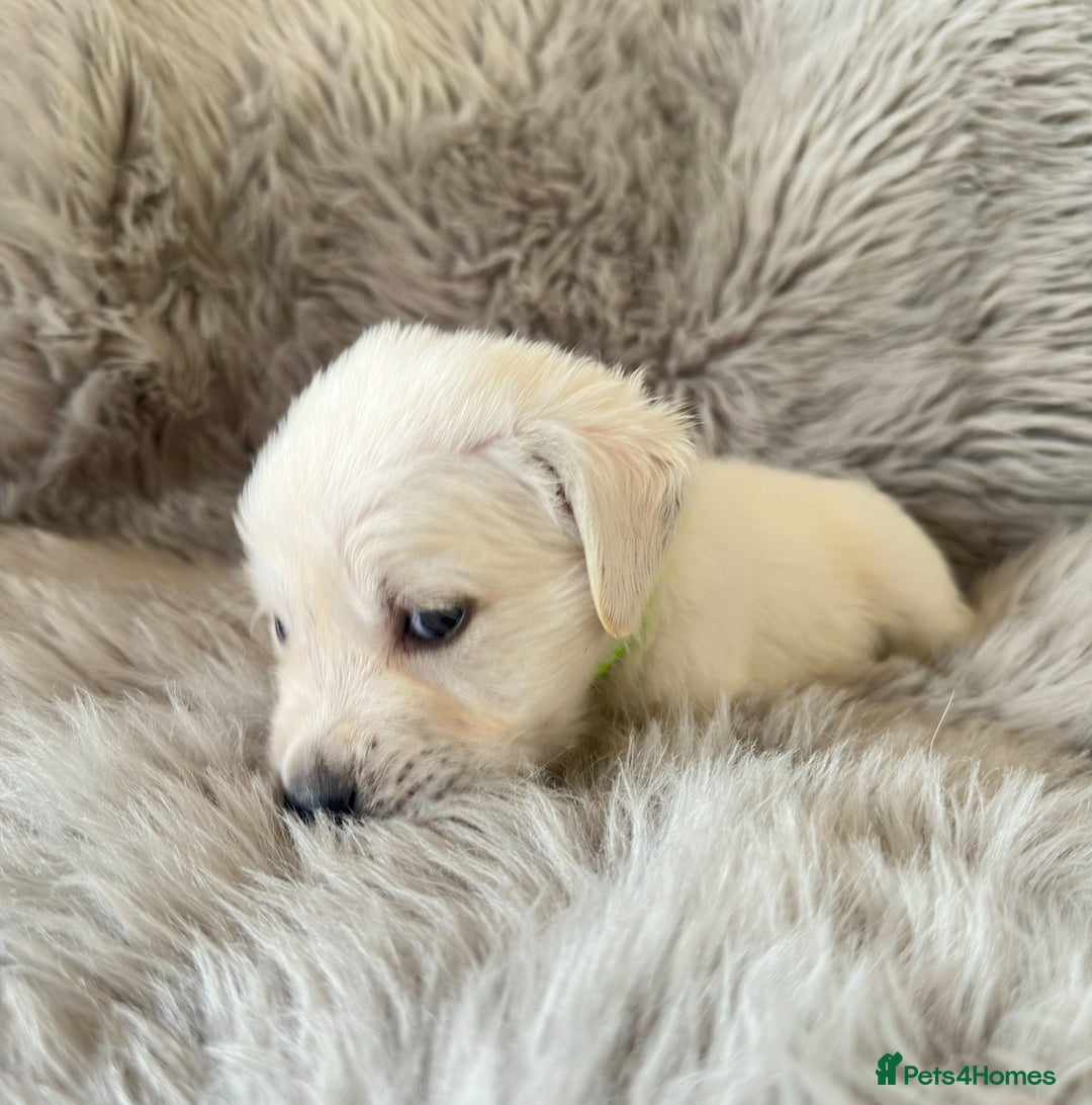 Golden Retriever dogs for sale: KC REGISTERED GOLDEN RETRIEVER PUPS - Image 8
