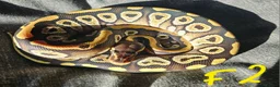 Python Snake reptiles for sale: CB25 Royal python hatchlings - Advert 7