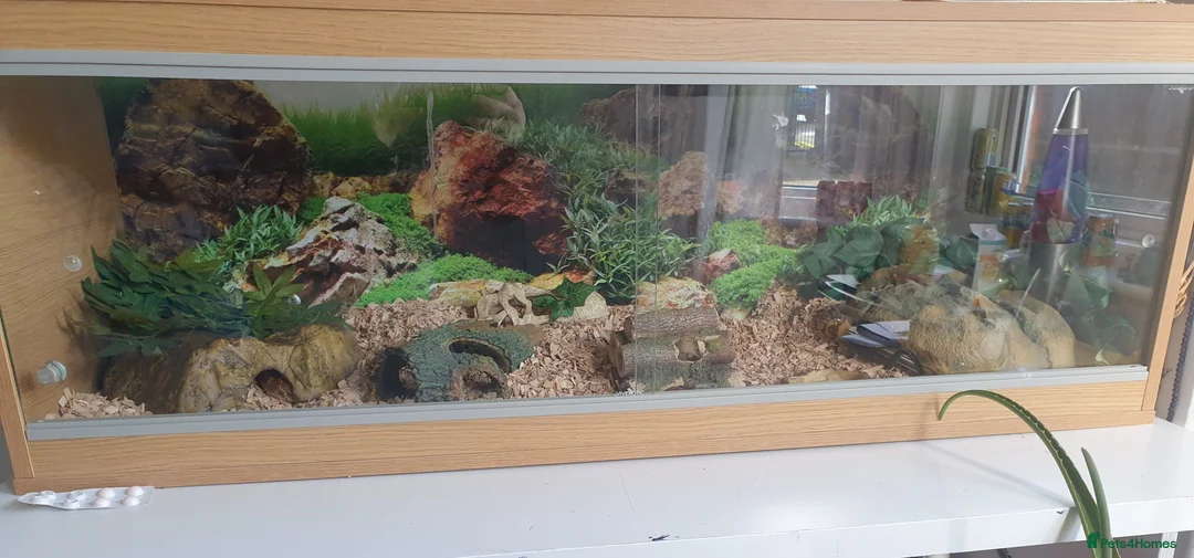Snake reptiles for sale: Kenyan Sand Boa and enclosure  - Advert 4