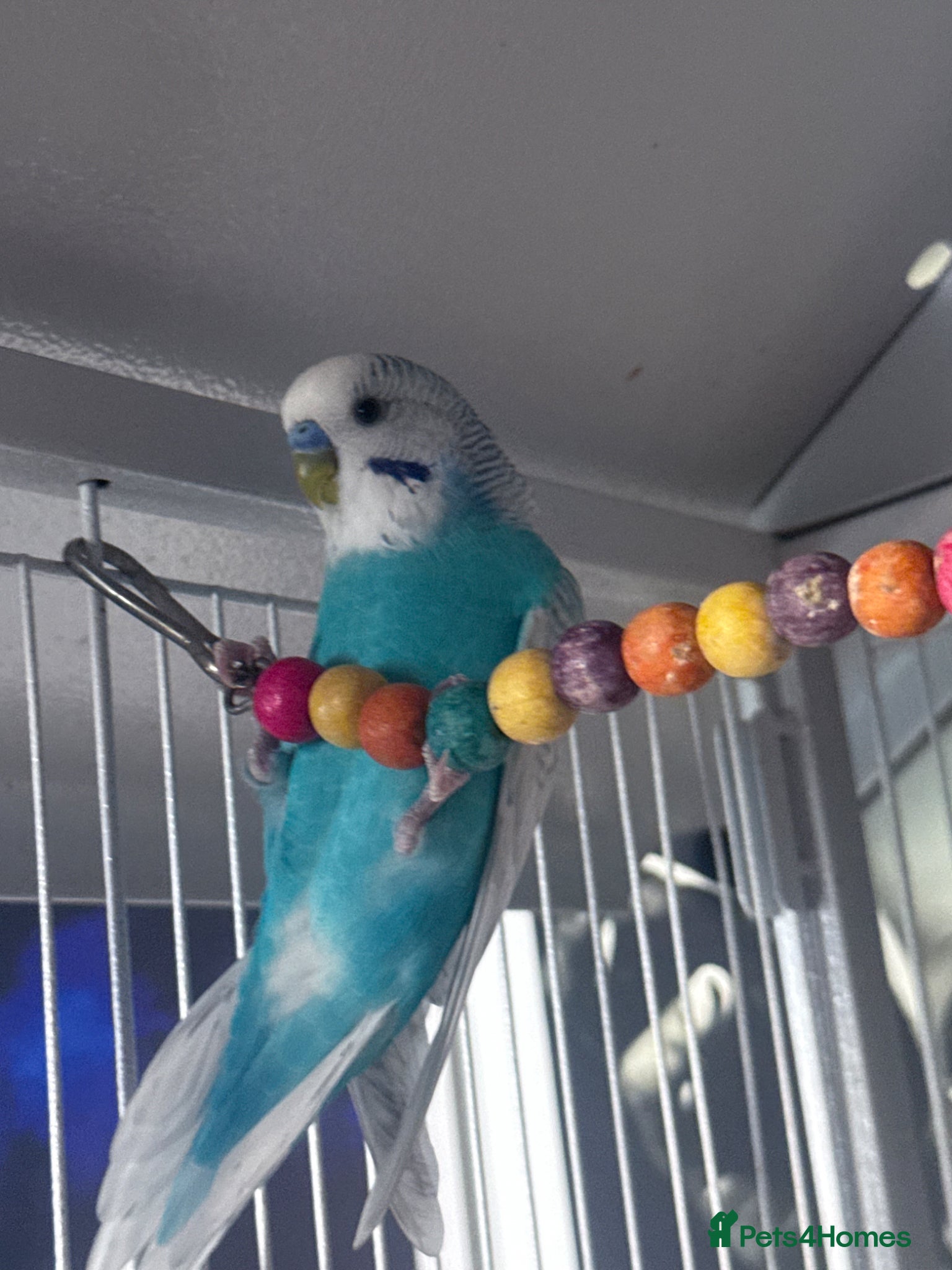 Budgerigars birds Two male budgies for sale with cage - Advert 14