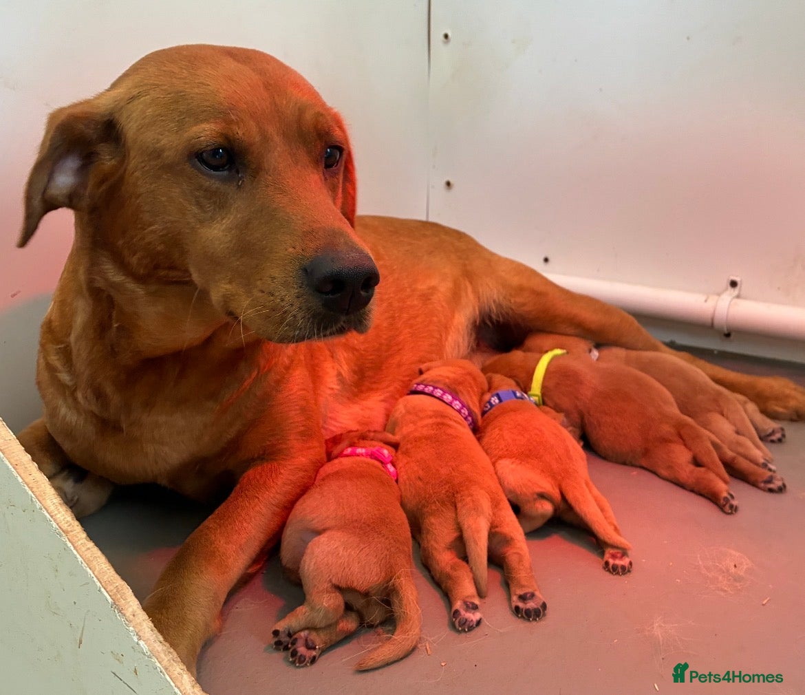 Labrador Retriever dogs 5 fox red Labradors pups  - Advert 2