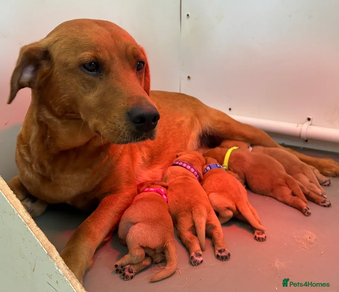 Labrador Retriever dogs for sale: 5 fox red Labradors pups  - Advert 1