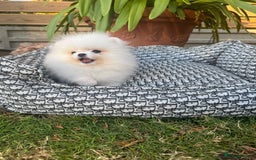 Pomeranian dogs for sale: SUPER TINY ICE WHITE POMERANIAN BOY - Image 10