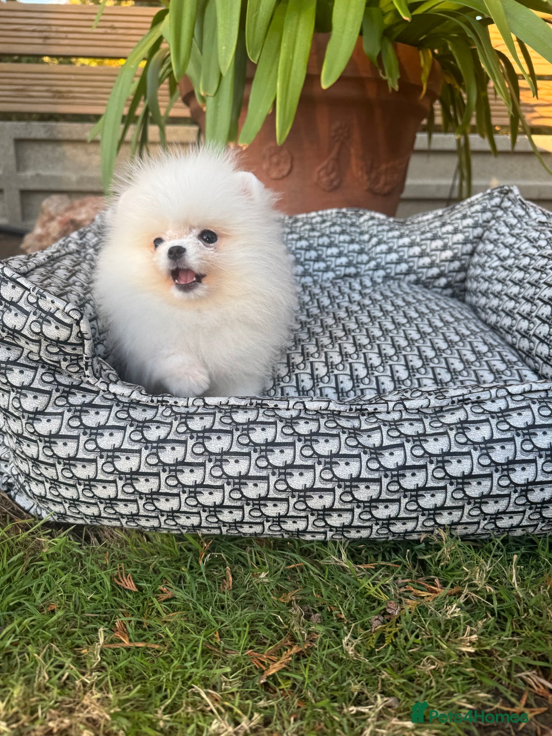 Pomeranian dogs for sale: SUPER TINY ICE WHITE POMERANIAN BOY - Image 10