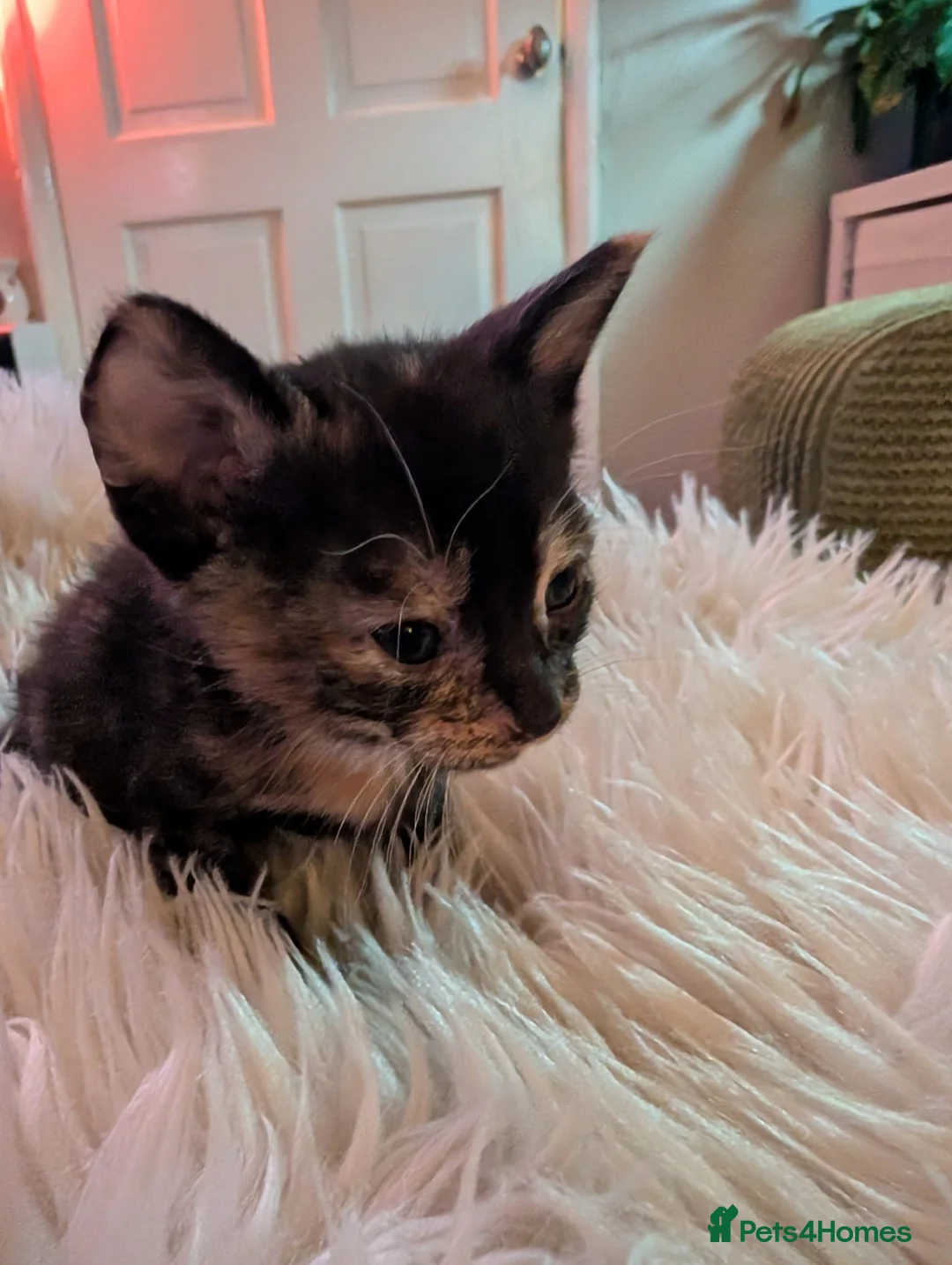 Mixed Breed cats for sale: Beautifull kittens - Advert 5