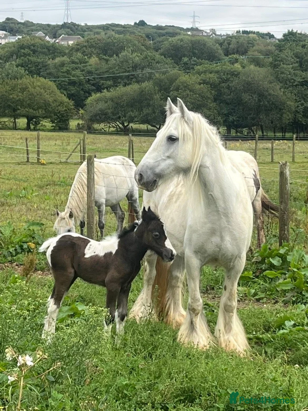 Other Breed horses for sale: Filly cob 9mths. Very friendly - Advert 5