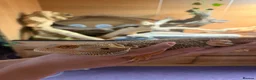 Bearded Dragon reptiles for sale: Bearded Dragon 2 year old free to good home  in Telford - Advert 3