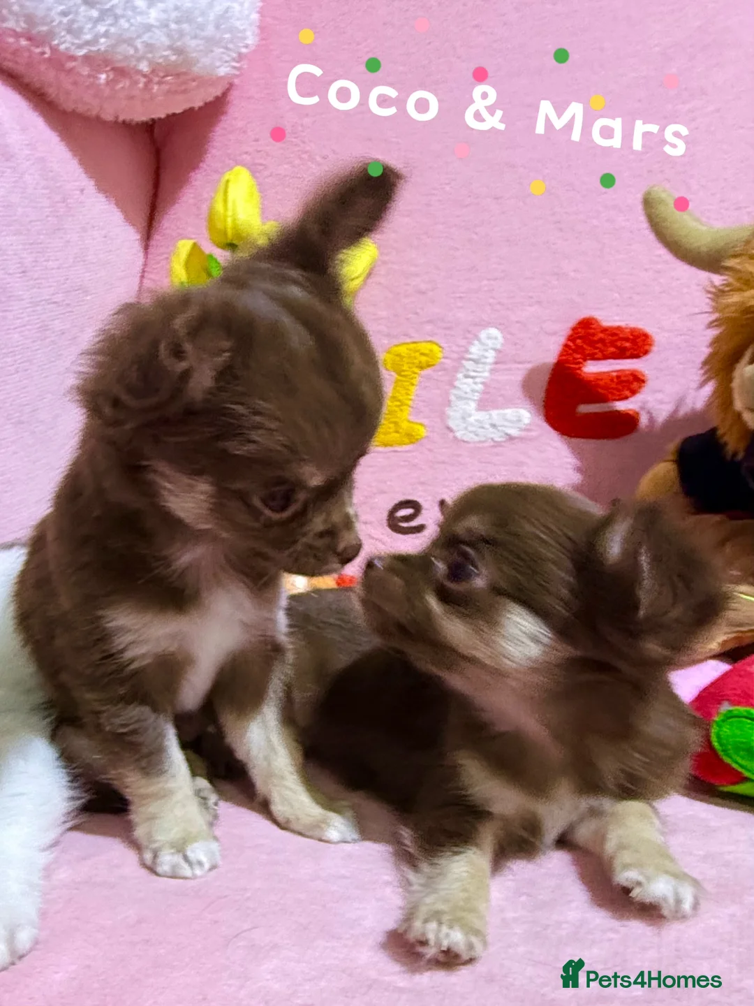 Chihuahua dogs for sale: 🔥long-haired Chihuahua puppies for sale - Advert 19