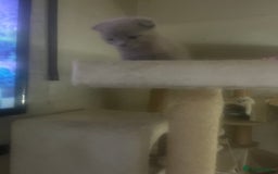 Scottish Fold cats for sale: Scottish fold kittens for sale  - Image 7