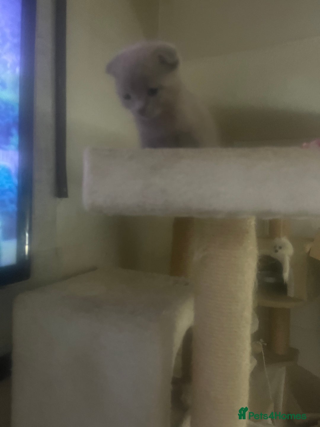 Scottish Fold cats for sale: Scottish fold kittens for sale  - Image 7