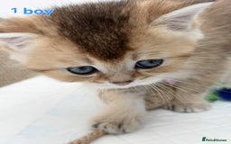 Scottish Fold cats for sale: Scottish straight/fold kittens 😸  - Image 3