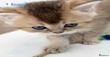 Scottish Fold cats - Advert 7