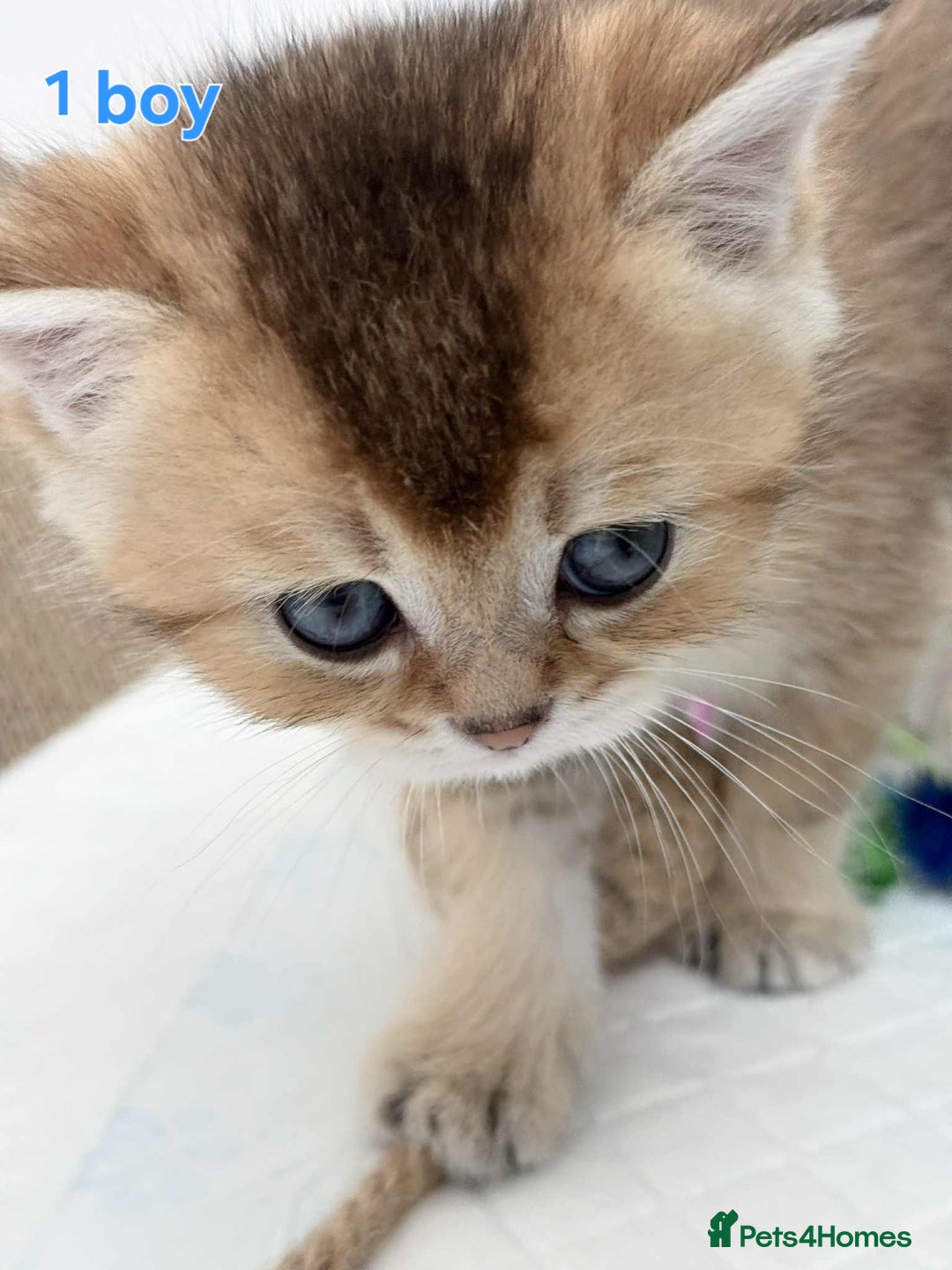 Scottish Fold cats for sale: Scottish straight/fold kittens 😸  - Image 3