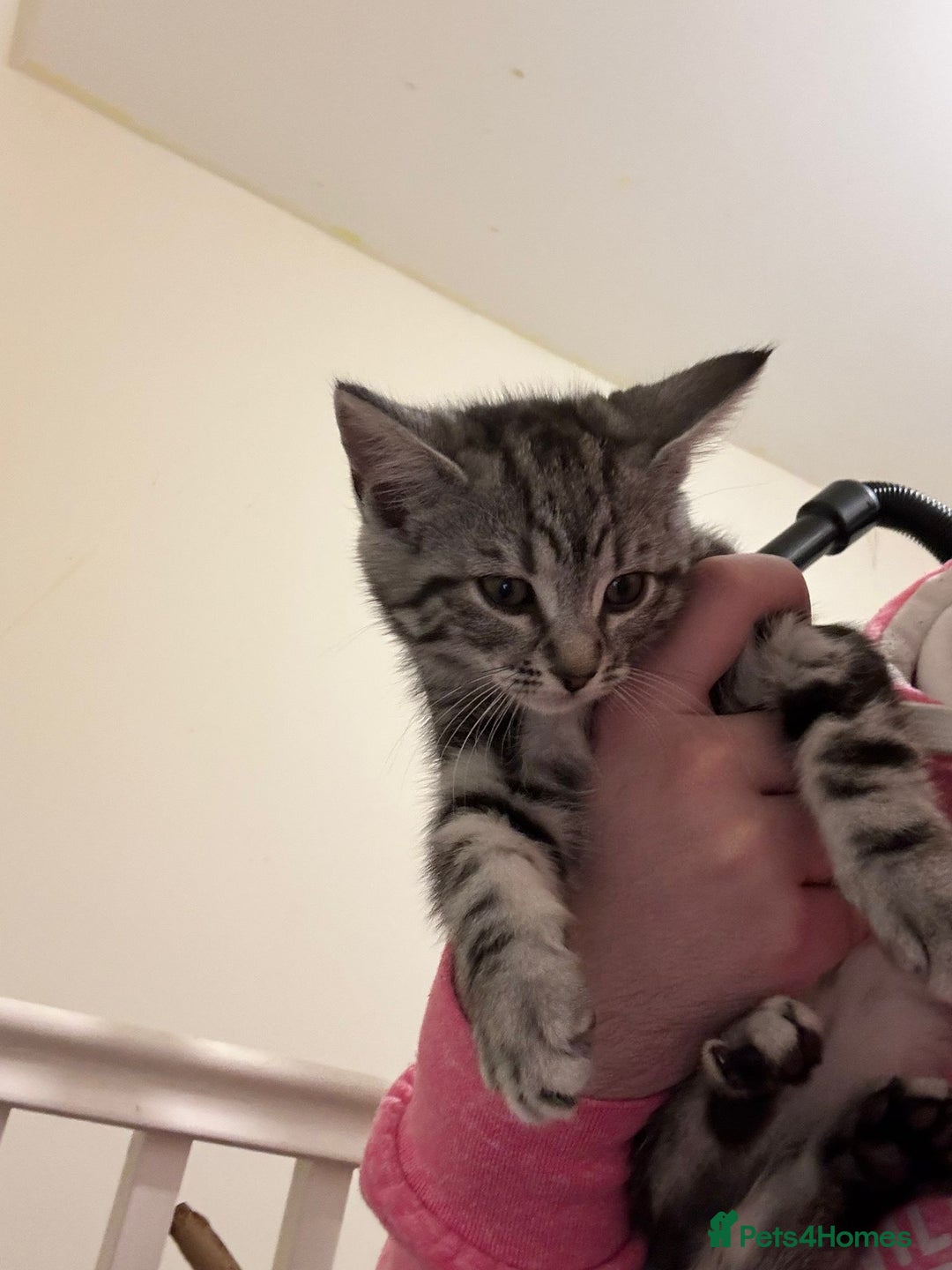 Maine Coon cats for sale: Beautiful, friendly playful Maine Coon cross kits - Advert 9