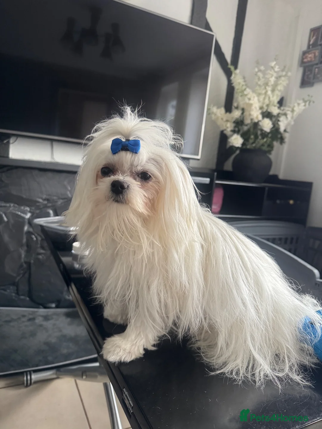 Maltese dogs for stud: Gorgeous Maltese dog for stud. in Dudley - Advert 4