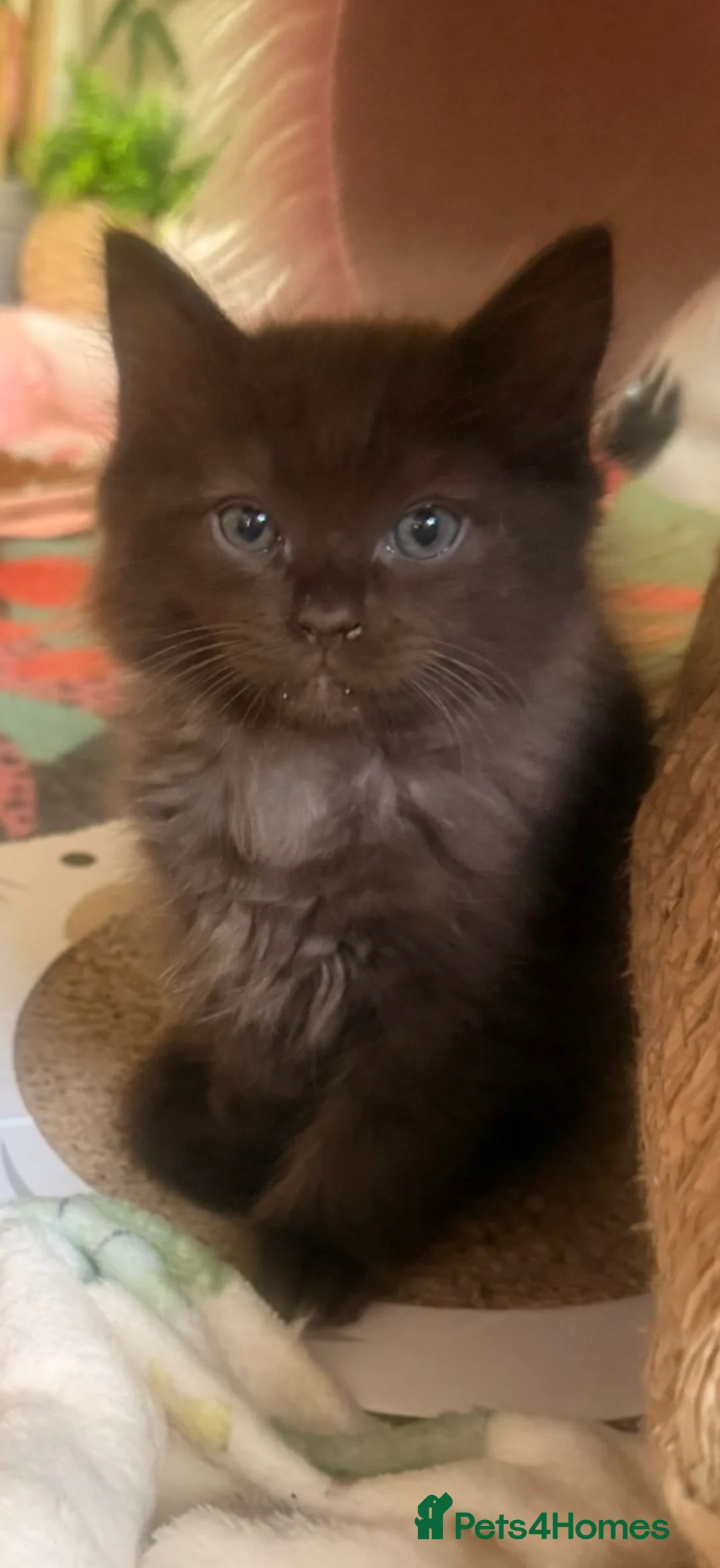 Ragdoll cats for sale: Adorable unique brown Ragdoll kitten  - Advert 6