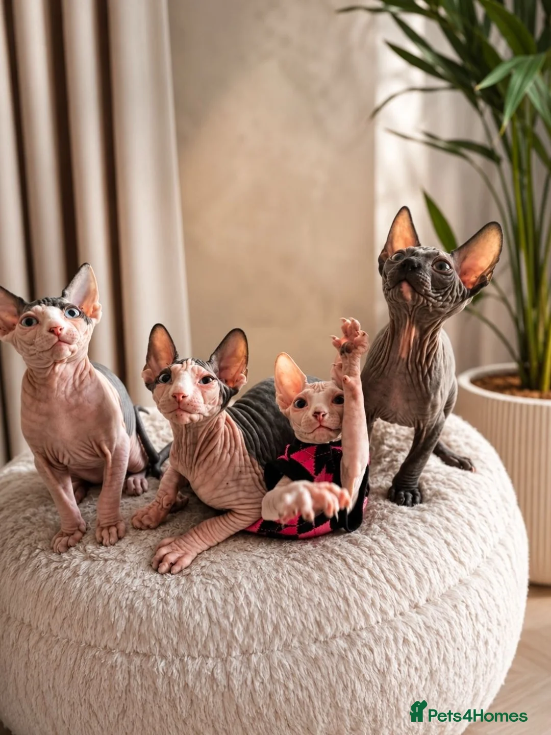 Sphynx cats for sale: Blue eyes Sphynx kitten TICA & GCCF show cats  - Advert 1