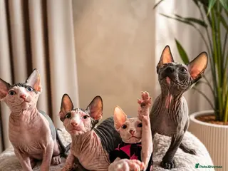 Sphynx cats for sale: Blue eyes Sphynx kitten TICA & GCCF show cats - Advert 1