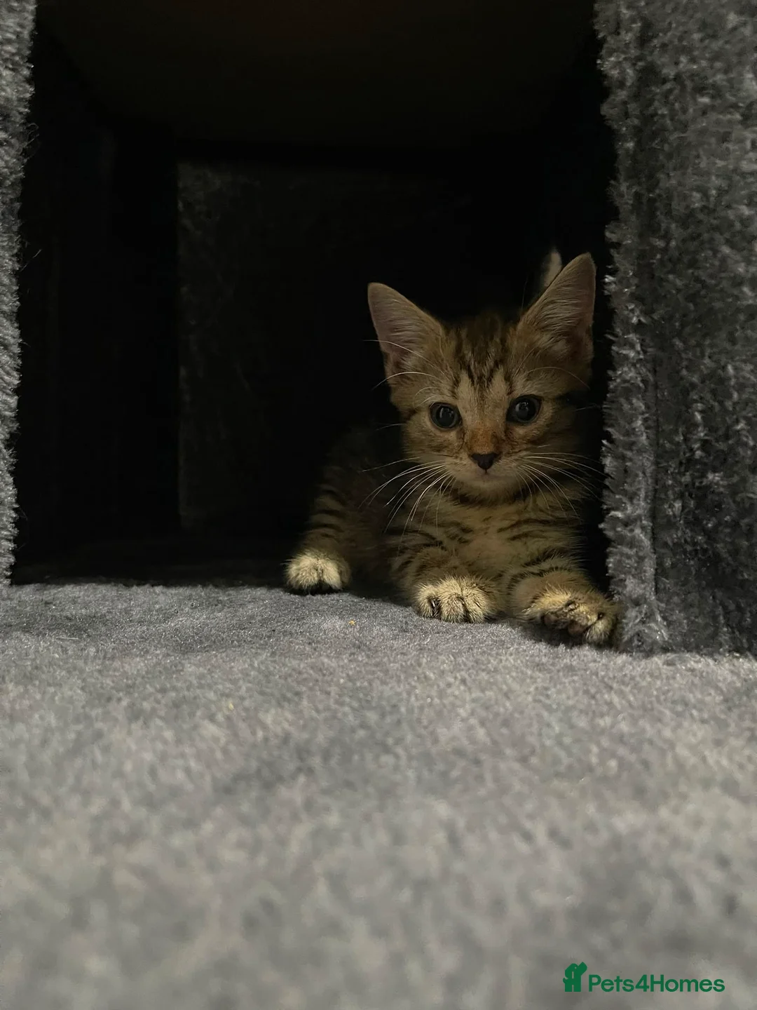 Siberian cats for sale: TeddyBear kittens for sale! (8 weeks) - Advert 2