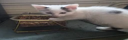 Mixed Breed cats for sale: 3 female kittens READY TO LEAVE NOW in Derby - Advert 8