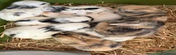 Mixed Breed rabbits for sale: 9x MINI LION LOP BUNNIES READY SEPTEMBER  - Advert 3