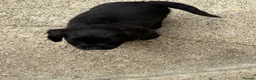 Cocker Spaniel dogs for sale: Cocker spaniel puppies in Bishop Auckland - Advert 13