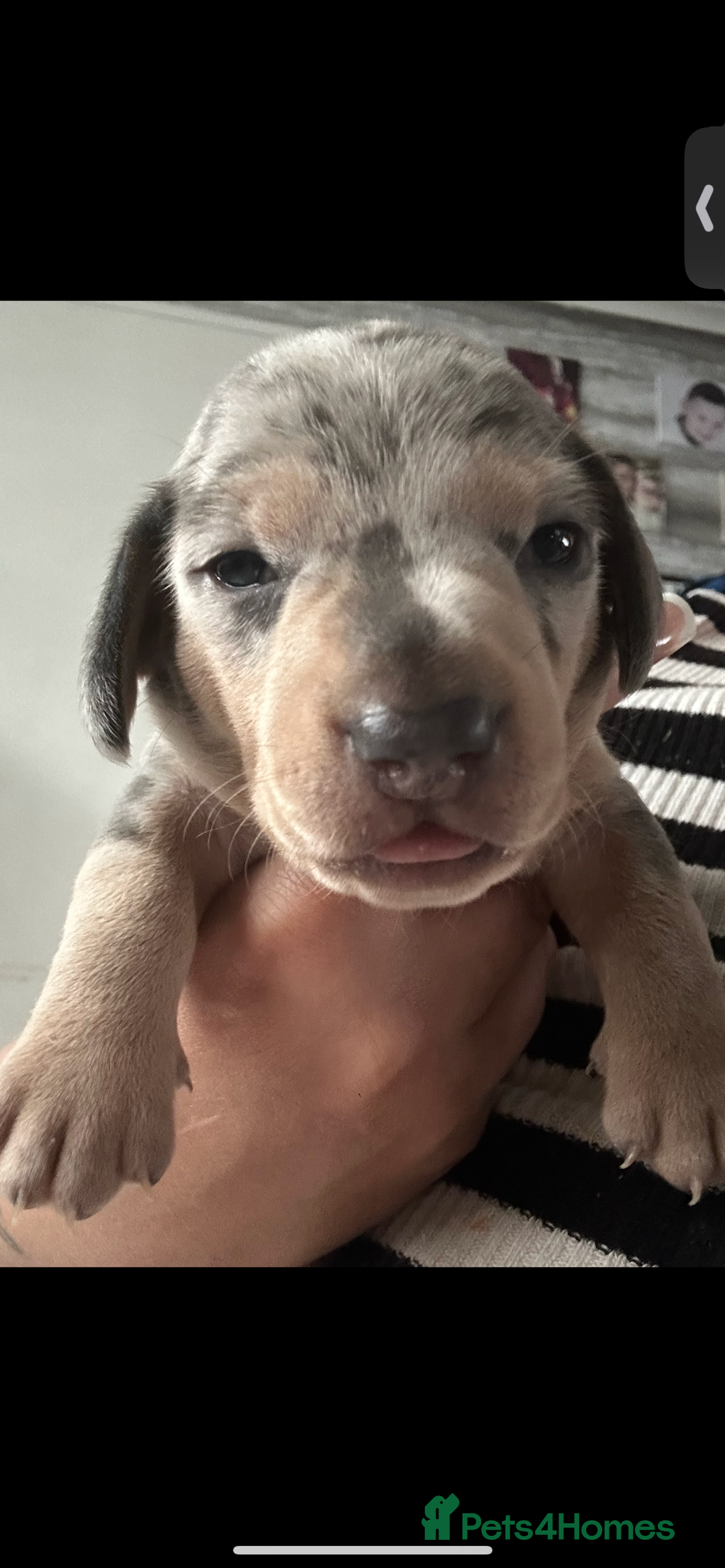 Miniature Dachshund dogs for sale: Miniature Dashaund puppies - Image 2