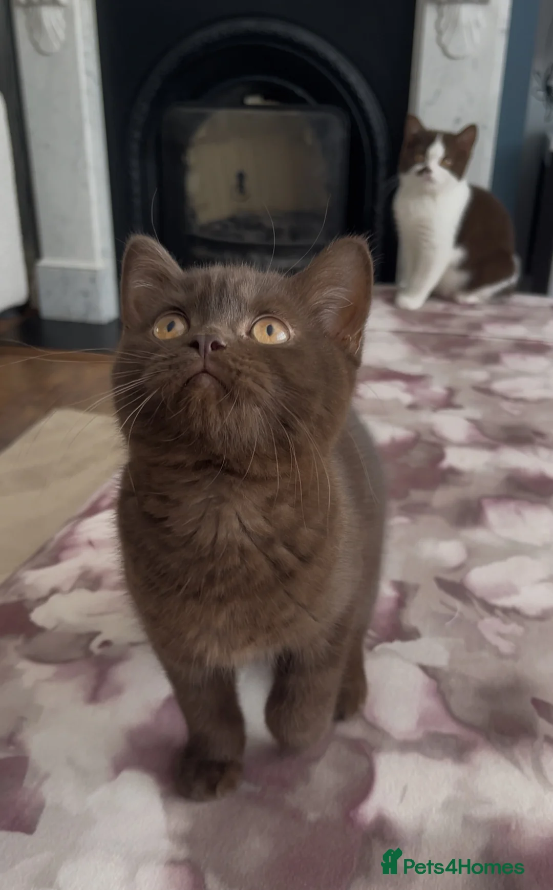 British Shorthair cats for sale: ⭐ GCCF Active Chocolate Female Kitten - Advert 1