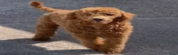 Miniature Poodle dogs for sale: Stunning Miniature Poodle Puppies - Health Tested - Advert 7