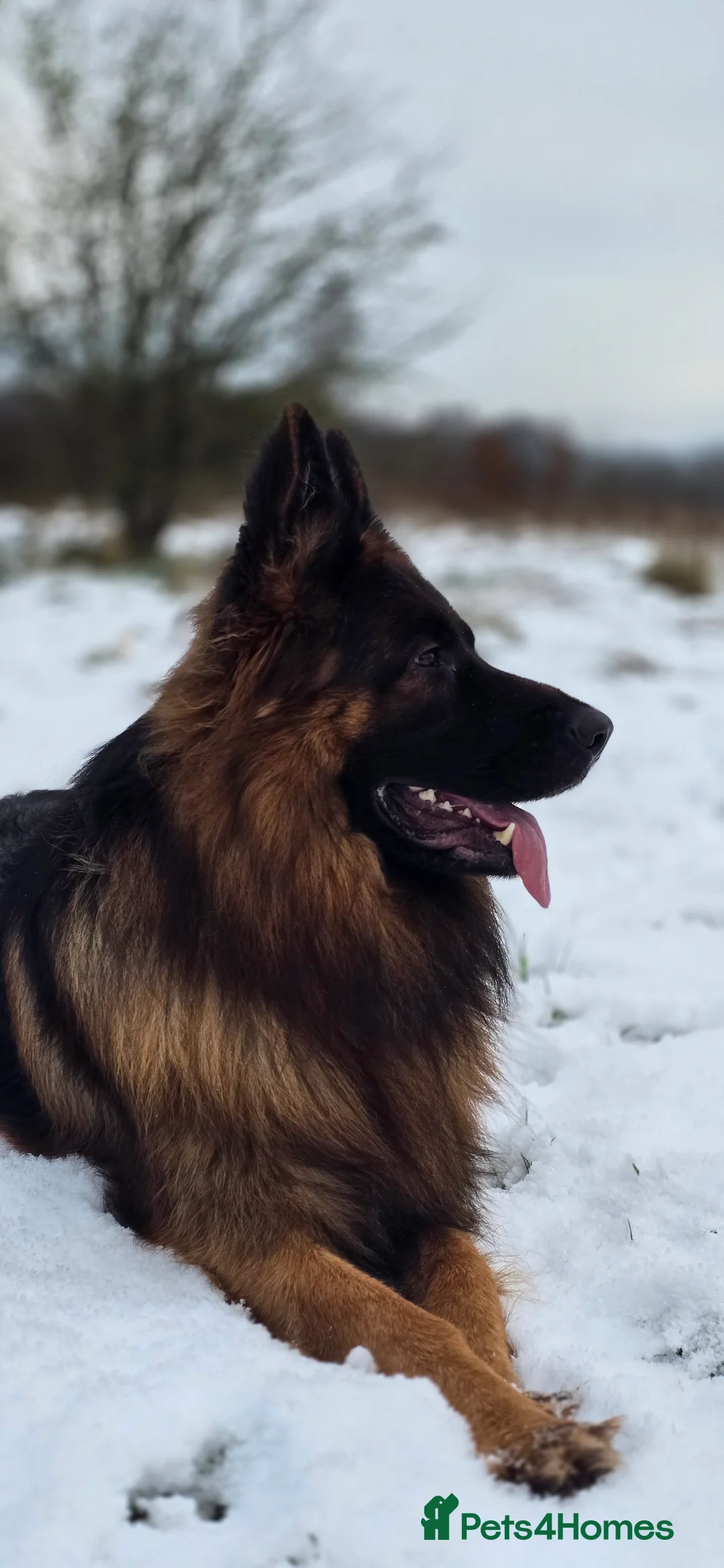 German Shepherd dogs for stud: STUD Mustang german shepherd KC  in Stoke-on-Trent - Advert 12