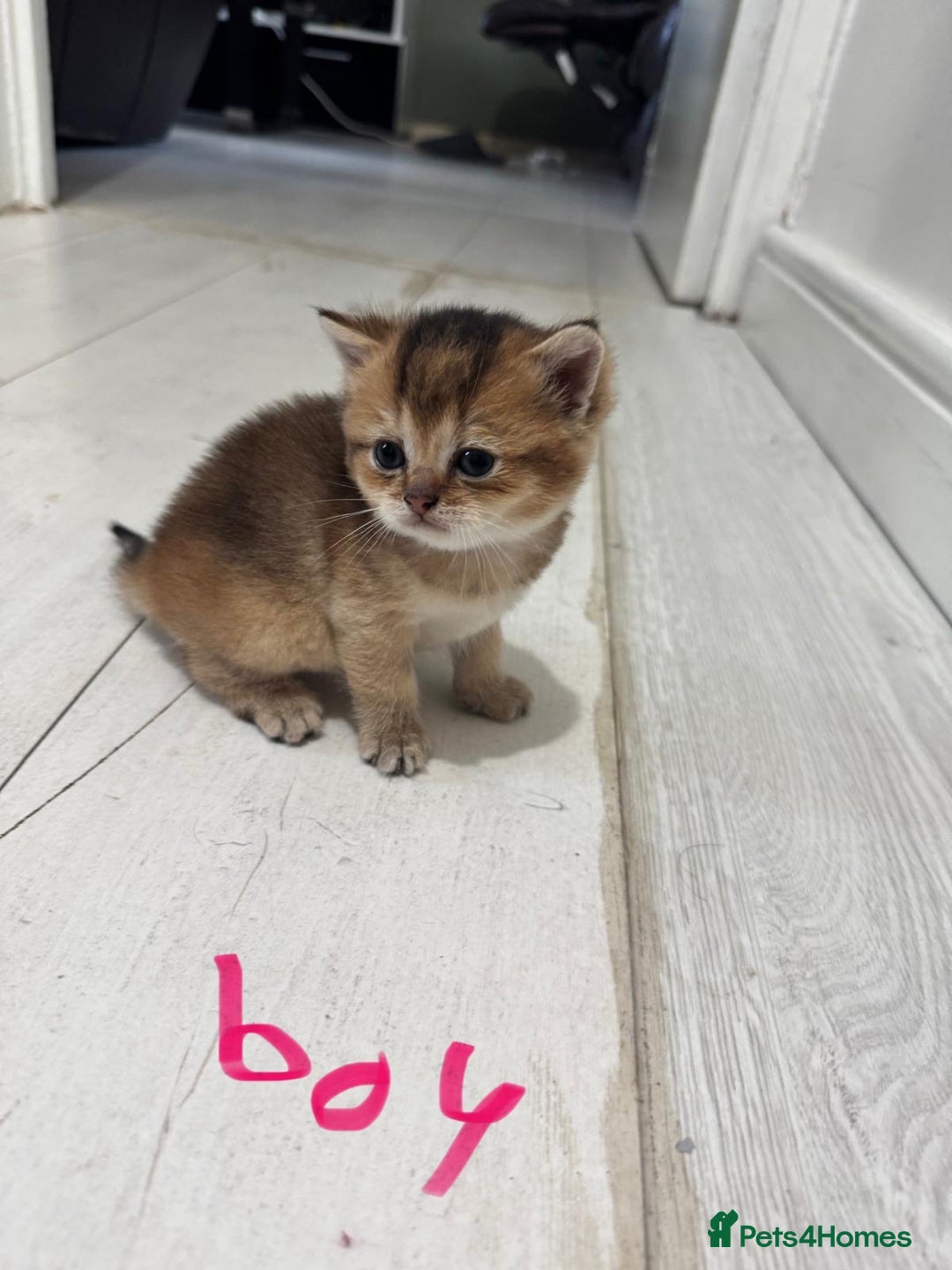 British Shorthair cats for sale: British short hair in Birmingham - Image 5