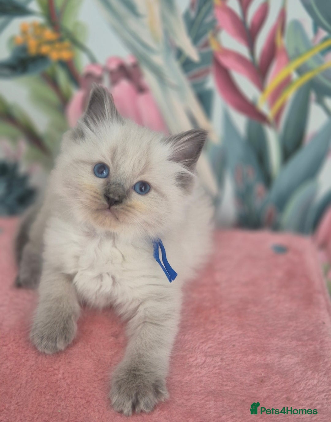 Ragdoll cats for sale: GCCF REGISTERED RAGDOLL KITTENS available septembe - Image 13