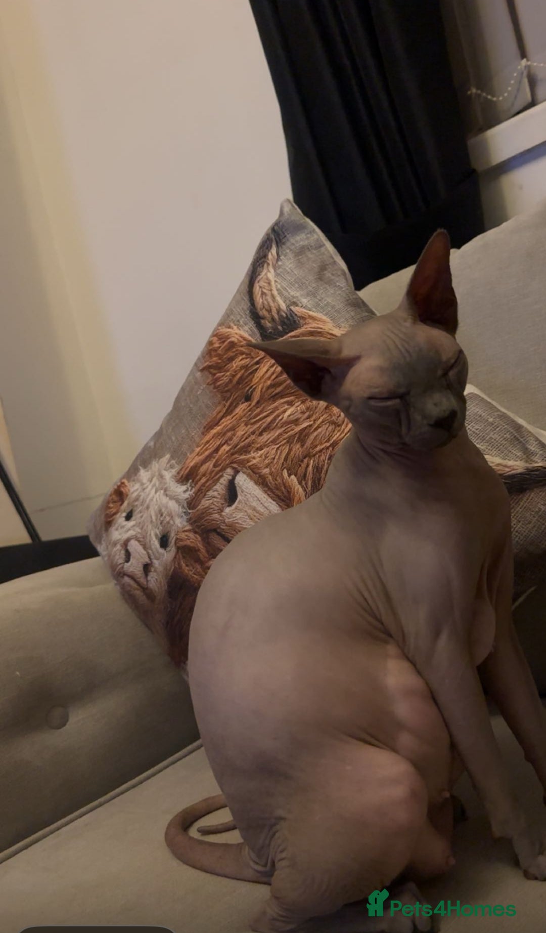 Sphynx cats for sale: Sphinx kittens  - Advert 2