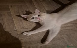 Mixed Breed cats for sale: Beautiful maincoon x bsh - Image 8