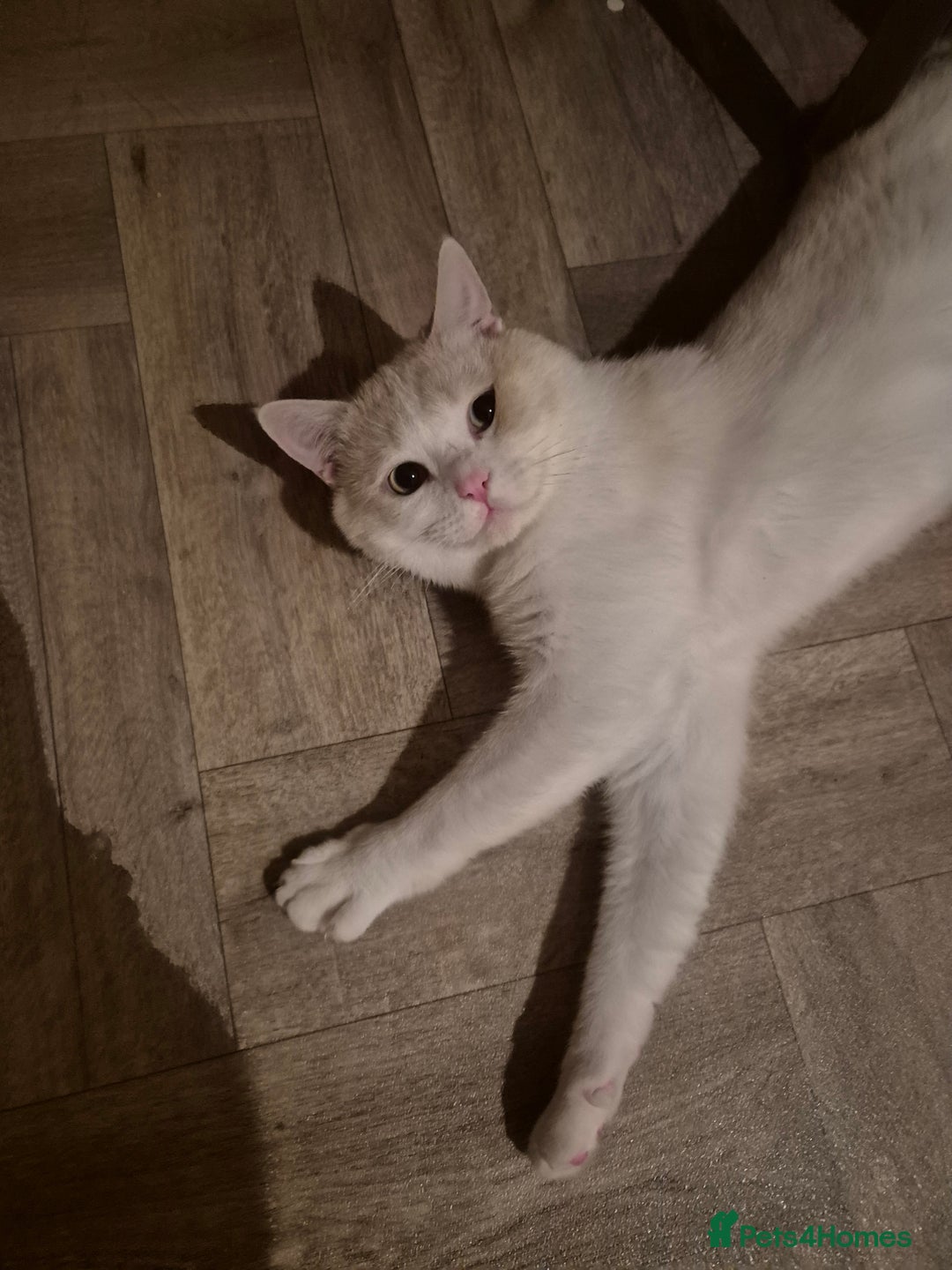Mixed Breed cats for sale: Beautiful maincoon x bsh - Image 8