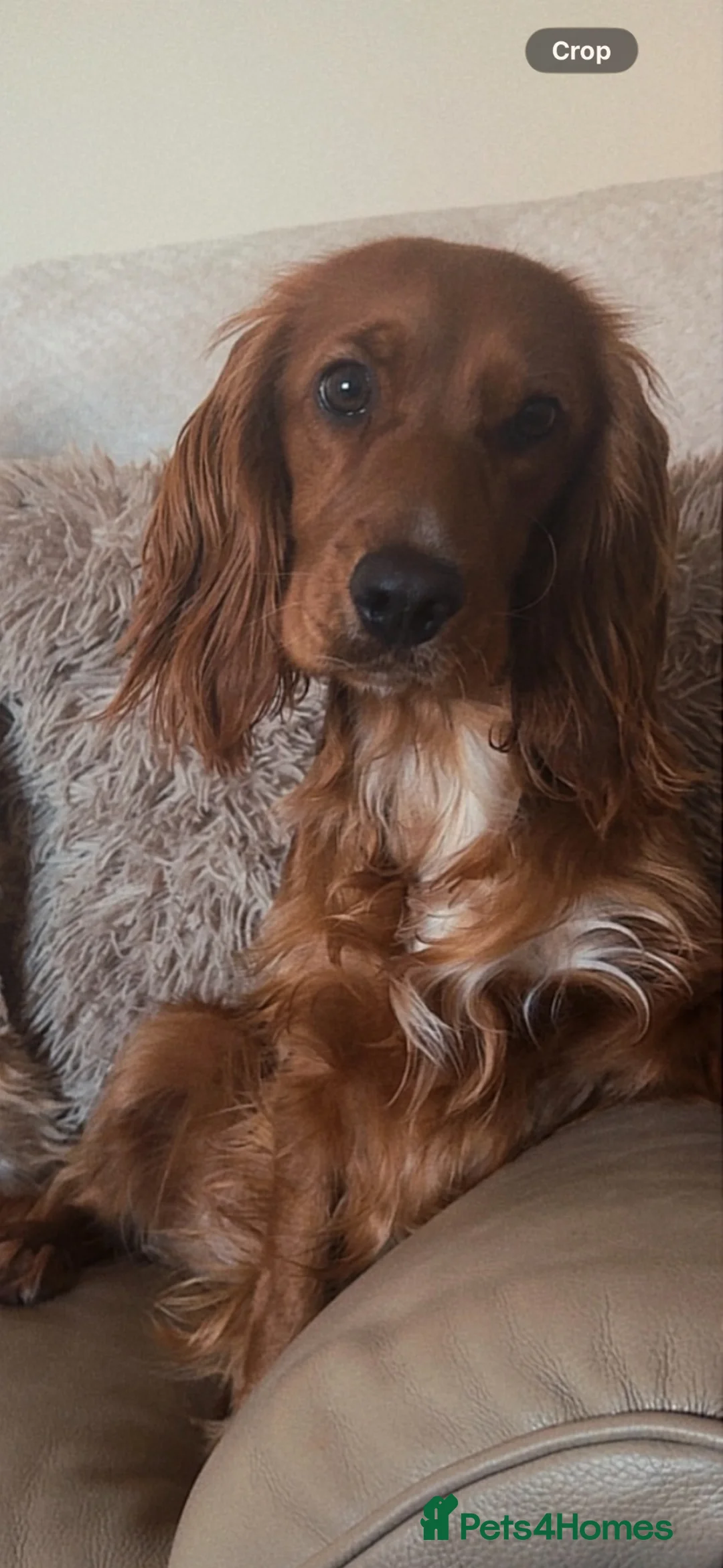 Cocker Spaniel dogs for sale: 1year old working cocker spaniel needs loving home in Newport - Advert 2