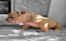 American Bully dogs for sale: 3 Stunning Pocket American bully  - Image 3
