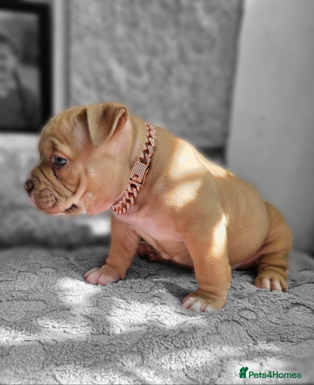 American Bully dogs for sale: 3 Stunning Pocket American bully  - Image 3