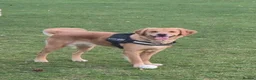Golden Retriever dogs for sale: KC Registered Golden Retriever puppies - Advert 12