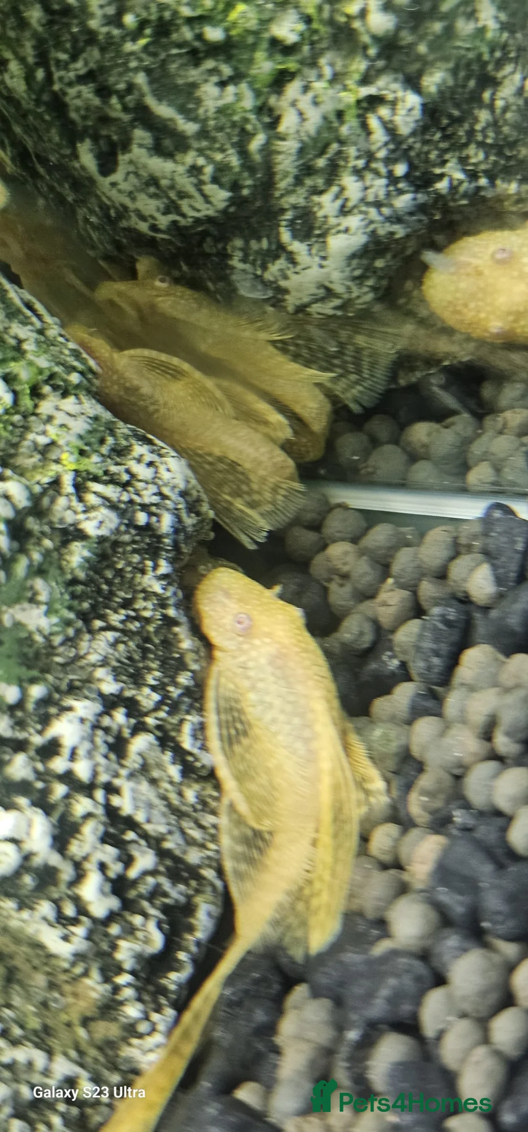 Plecos fish for sale: Angel wing bristlenose albino  baby's  - Advert 12