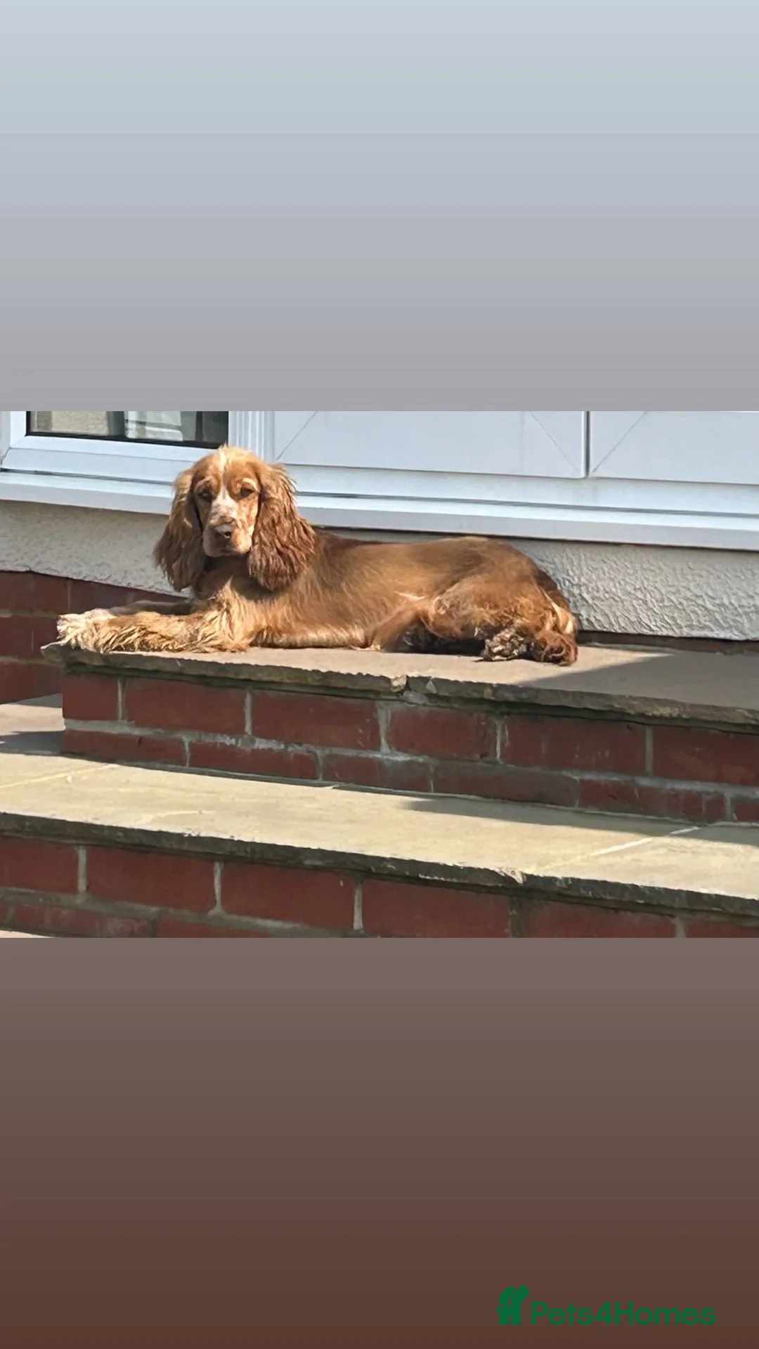 Cocker Spaniel dogs for sale: Cocker Spaniel Puppies - Advert 9