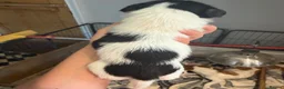 Jack Russell dogs for sale: Jack Russell puppies for sale - Advert 8