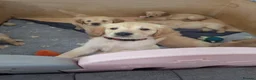 Golden Retriever dogs for sale: KC Pedigree Golden Retriever Puppies - Advert 18