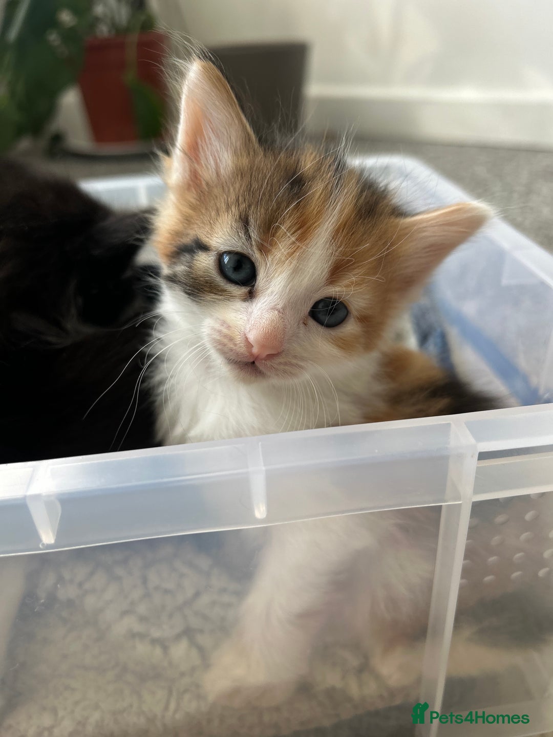 Ragdoll cats for sale: Beautiful kittens mixed colours - Image 2
