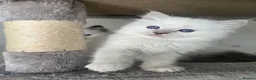 Ragdoll cats for sale: Registered Ragdoll kittens for sale - Advert 31