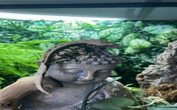 Gecko reptiles for sale: Crested gecko babies  - Image 7