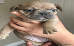 French Bulldog dogs for sale: Furry french bulldogs - Image 6